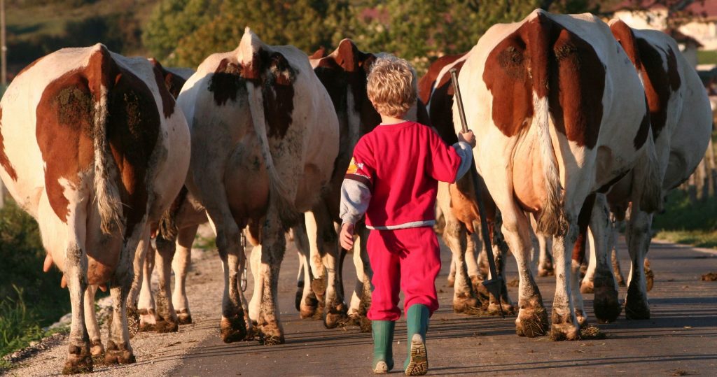 Du lait au comté