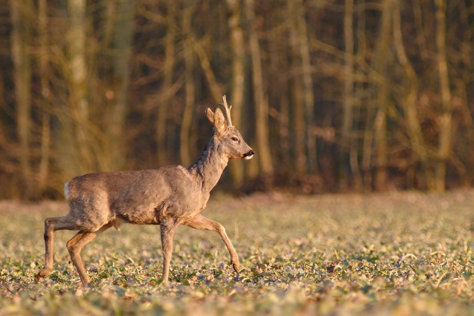 Nature préservée autour du Domaine à l'Orée des Buis