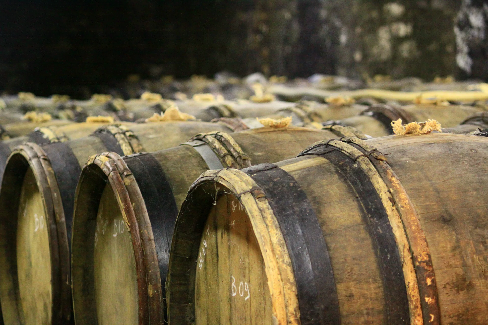 Tonneaux alignés dans une cave