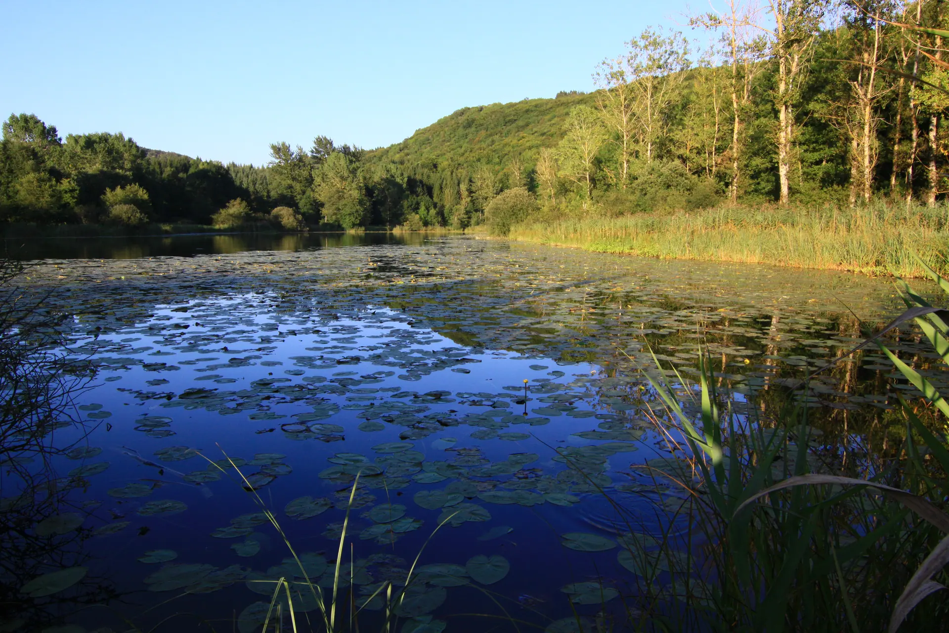 Plan d’eau bordé de végétation aquatique et d’arbres