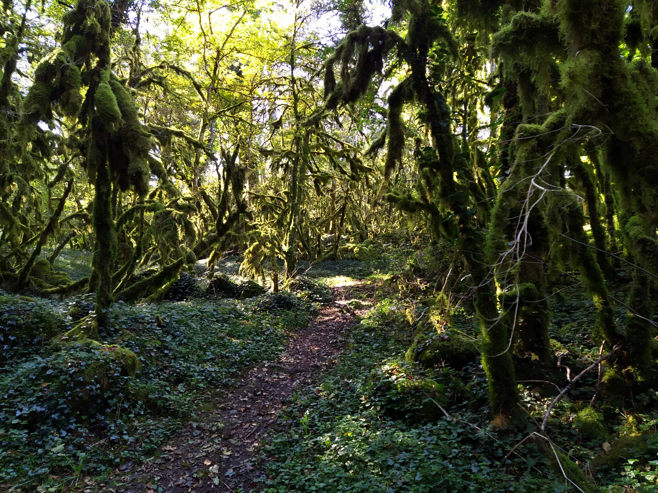 Chemin forestier entre les rochers moussus