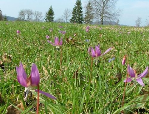 stage Herbes aromatiques dans le Jura non loin de nos gîtes