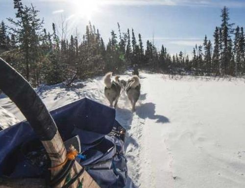 Chiens de traîneau près de nos grands gites dans le Jura