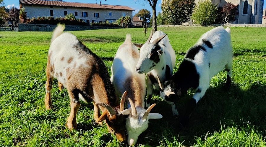 Gite à la ferme Les Tilleuls 3*