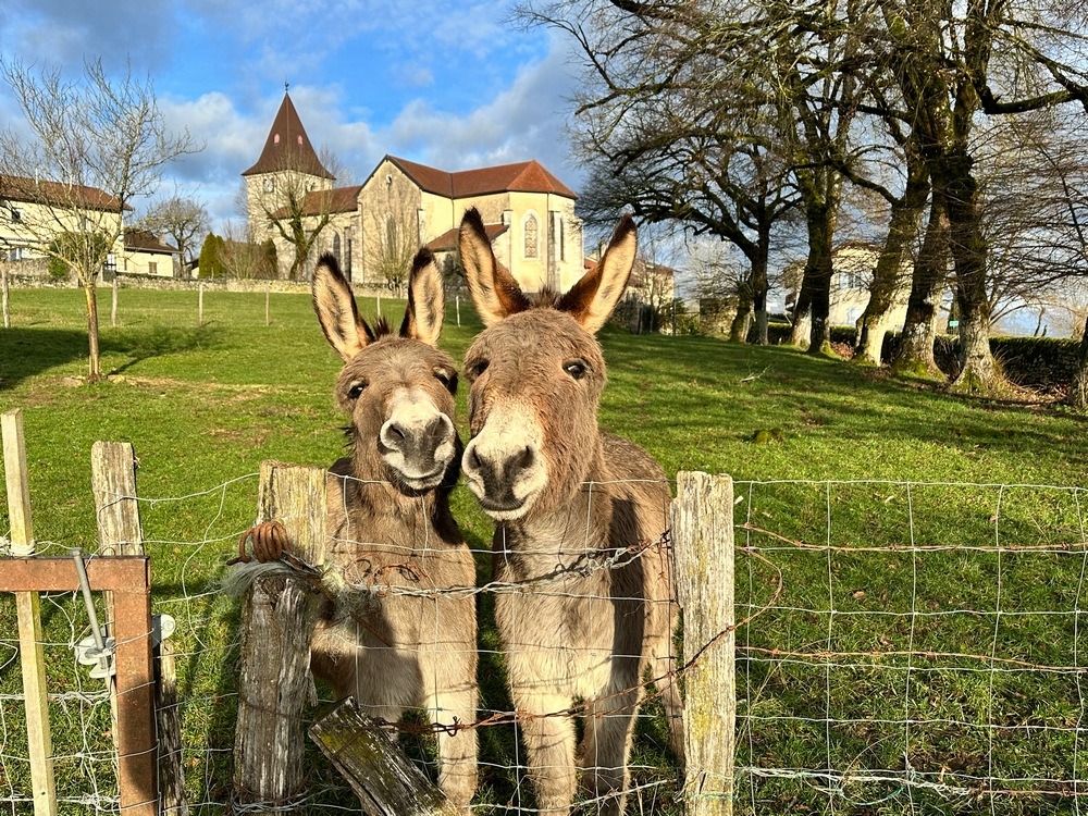 Nos ânes près de nos grands gîtes et chalets