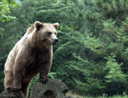 Film jurassien Un ours dans le Jura